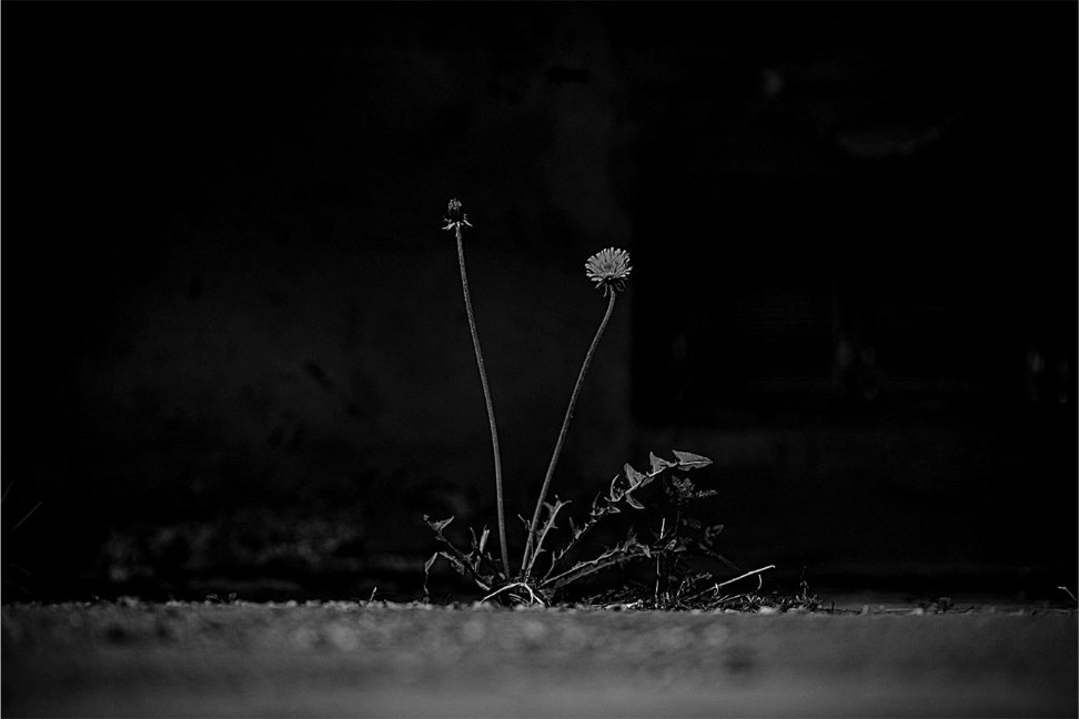 Illustration image of a flower on a dark background